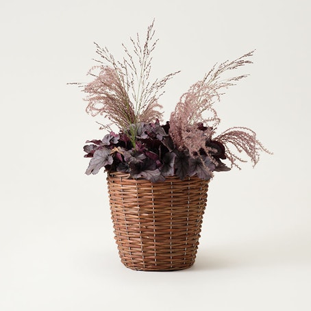 Ömhet, plantering