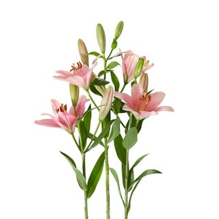 Lilja, rosa