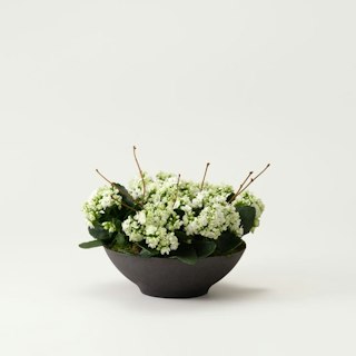 Saknad, plantering