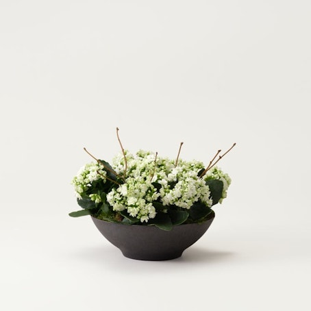 Saknad, plantering