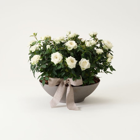 Ljusa minnen, plantering