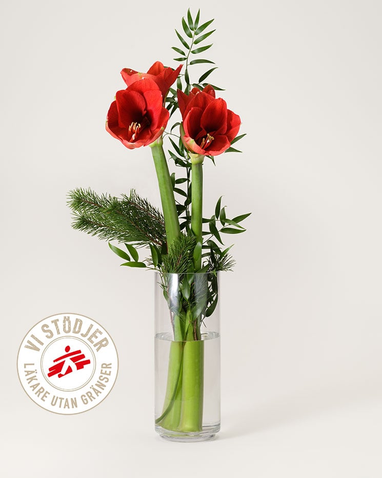 Amaryllis Utan Gränser