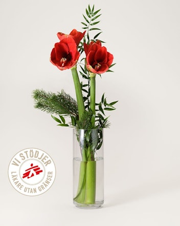 Amaryllis Utan Gränser