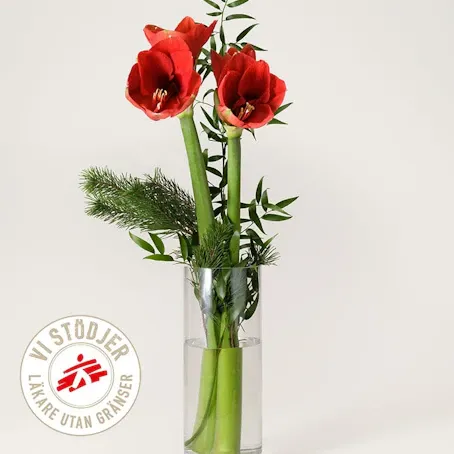 Amaryllis Utan Gränser