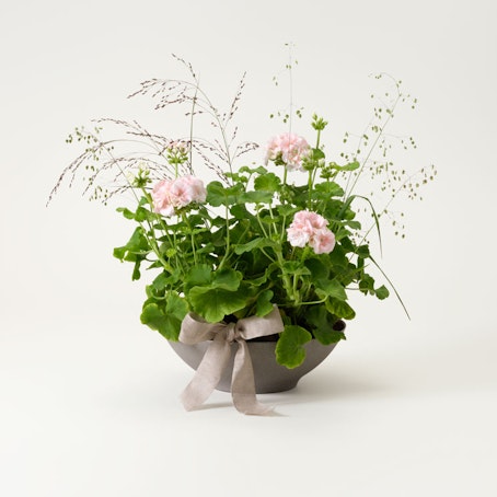 Rosa Himmel, plantering