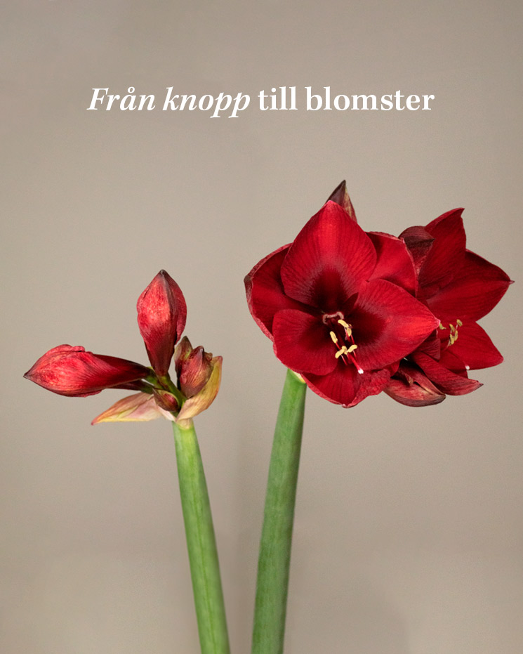 Decemberbuketten med julpraliner