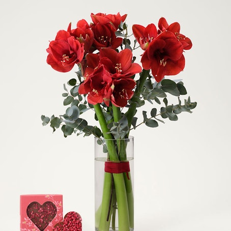 Amaryllisfrossa med chokladhjärta