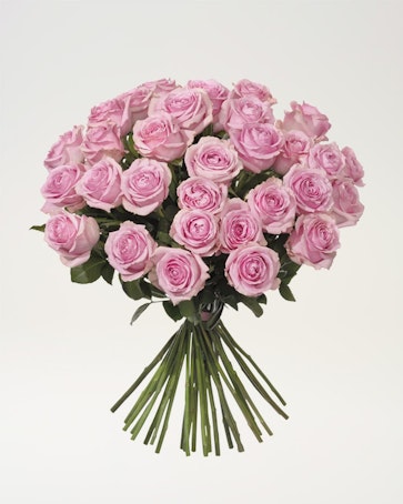 30 rosa rosor