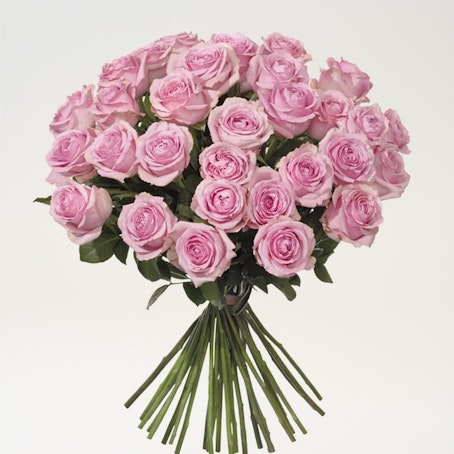 30 rosa rosor