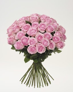 40 rosa rosor