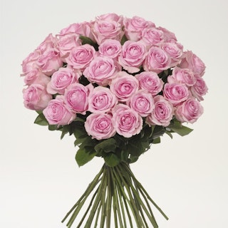 40 rosa rosor