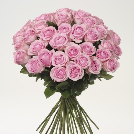 40 rosa rosor