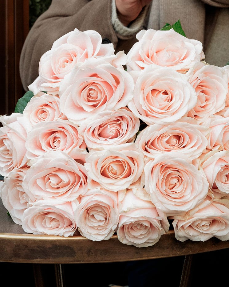 50 rosa premiumrosor