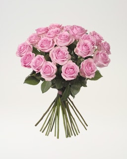 20 rosa rosor