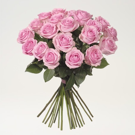 20 rosa rosor
