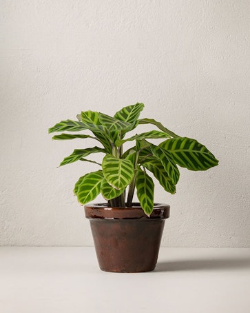 Calathea 50 cm