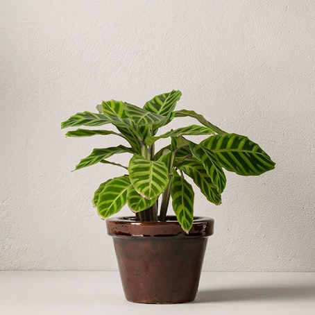 Calathea 50 cm