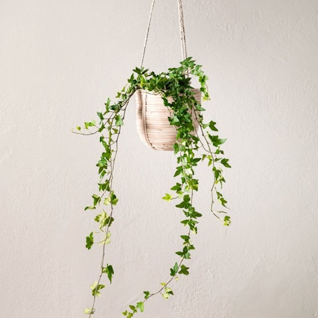 Murgröna 50-60 cm