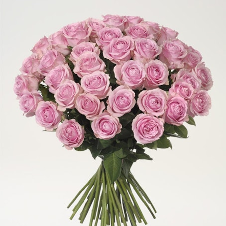 50 rosa rosor