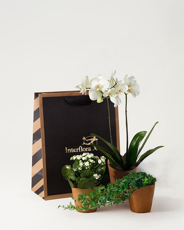 1211073-vita-orkidekassen-4-5-ny