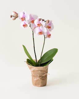Ljusrosa orkidé