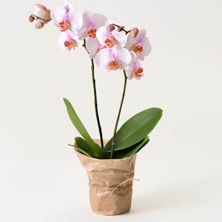 Ljusrosa orkidé