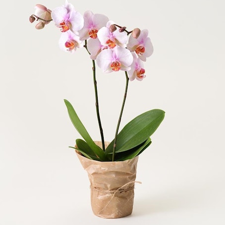 Ljusrosa orkidé