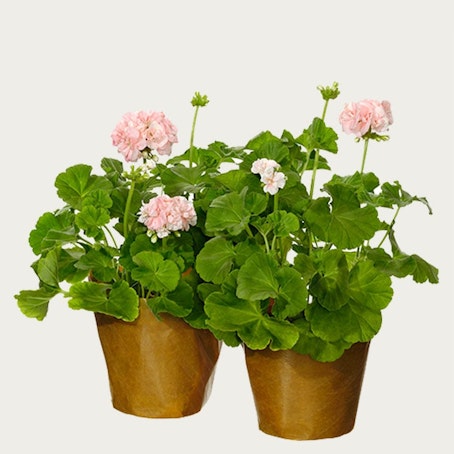 Två pelargoner