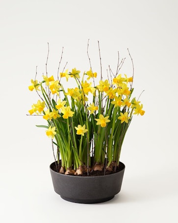 Påskliljeplantering