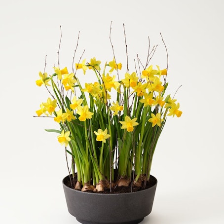 Påskliljeplantering