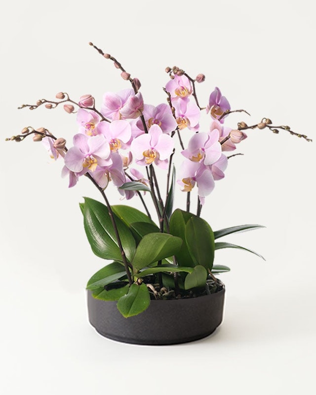 1750959075-1202857-2025