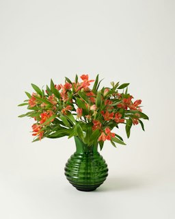 Alstroemeria orange