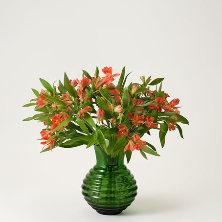 Alstroemeria orange