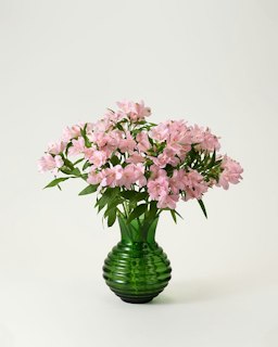 Alstroemeria, rosa
