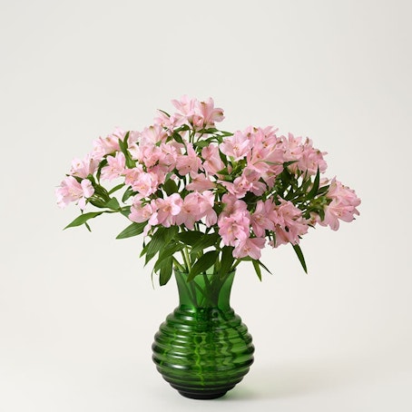Alstroemeria, rosa