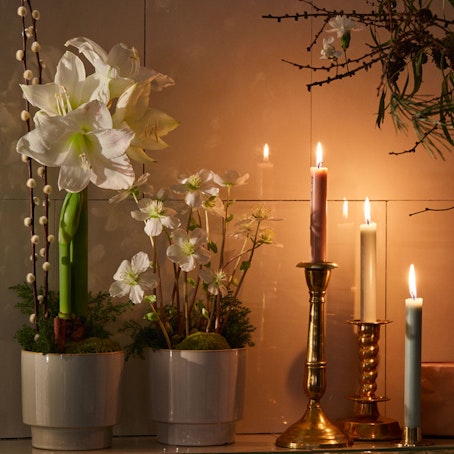 Vinteramaryllis i kruka