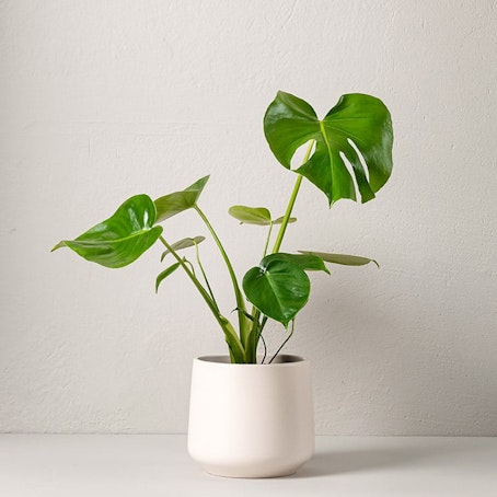 Monstera 50 cm