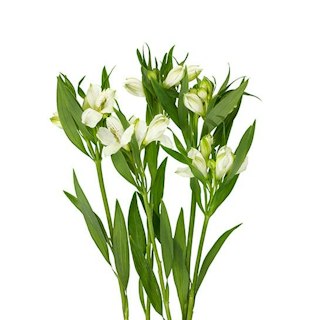 Alstroemeria, vit