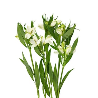 Alstroemeria, vit