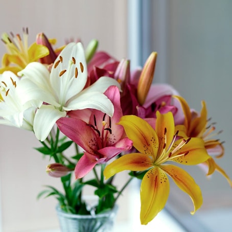 Lilja, blandade färger