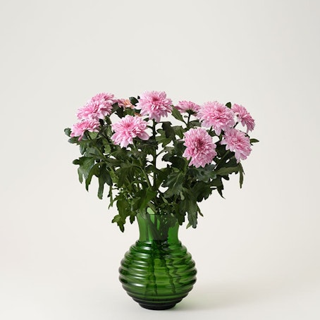 Krysantemum