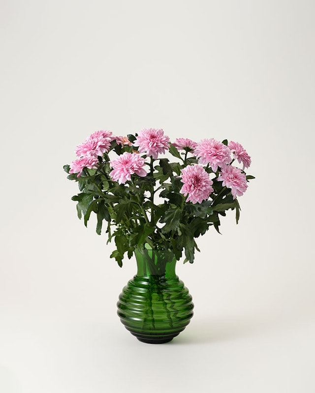 krysantemum-lila-snitt-styckvis