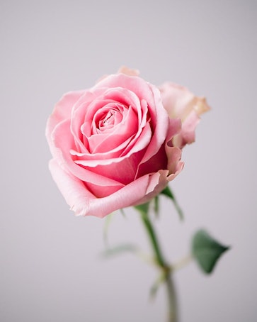 Ros, rosa