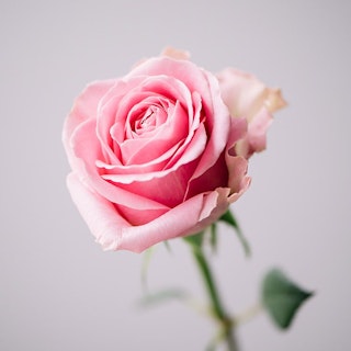 Ros, rosa