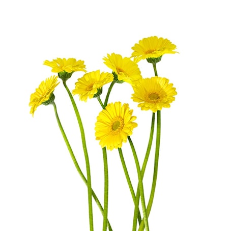 Tistlar
