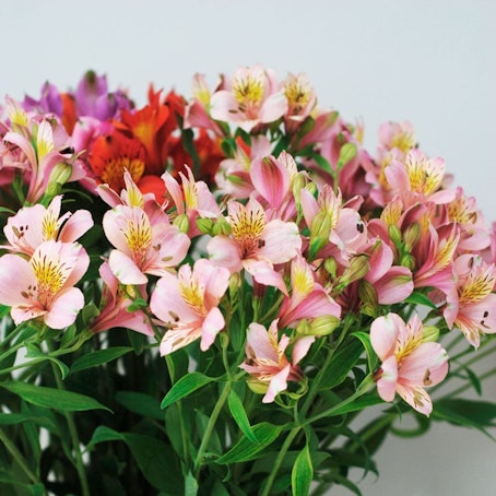 Alstroemeria, blandade färger