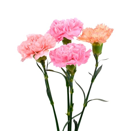 Nejlika, blandade färger