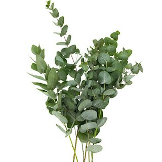 Eukalyptus