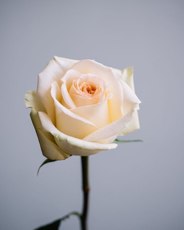 2666-ros-creme-styckvis