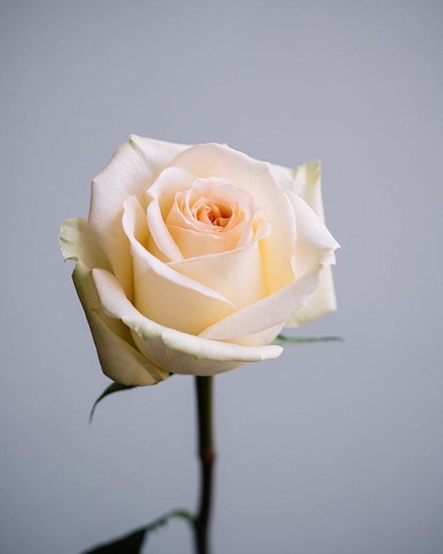 1750959075-1202857-2025